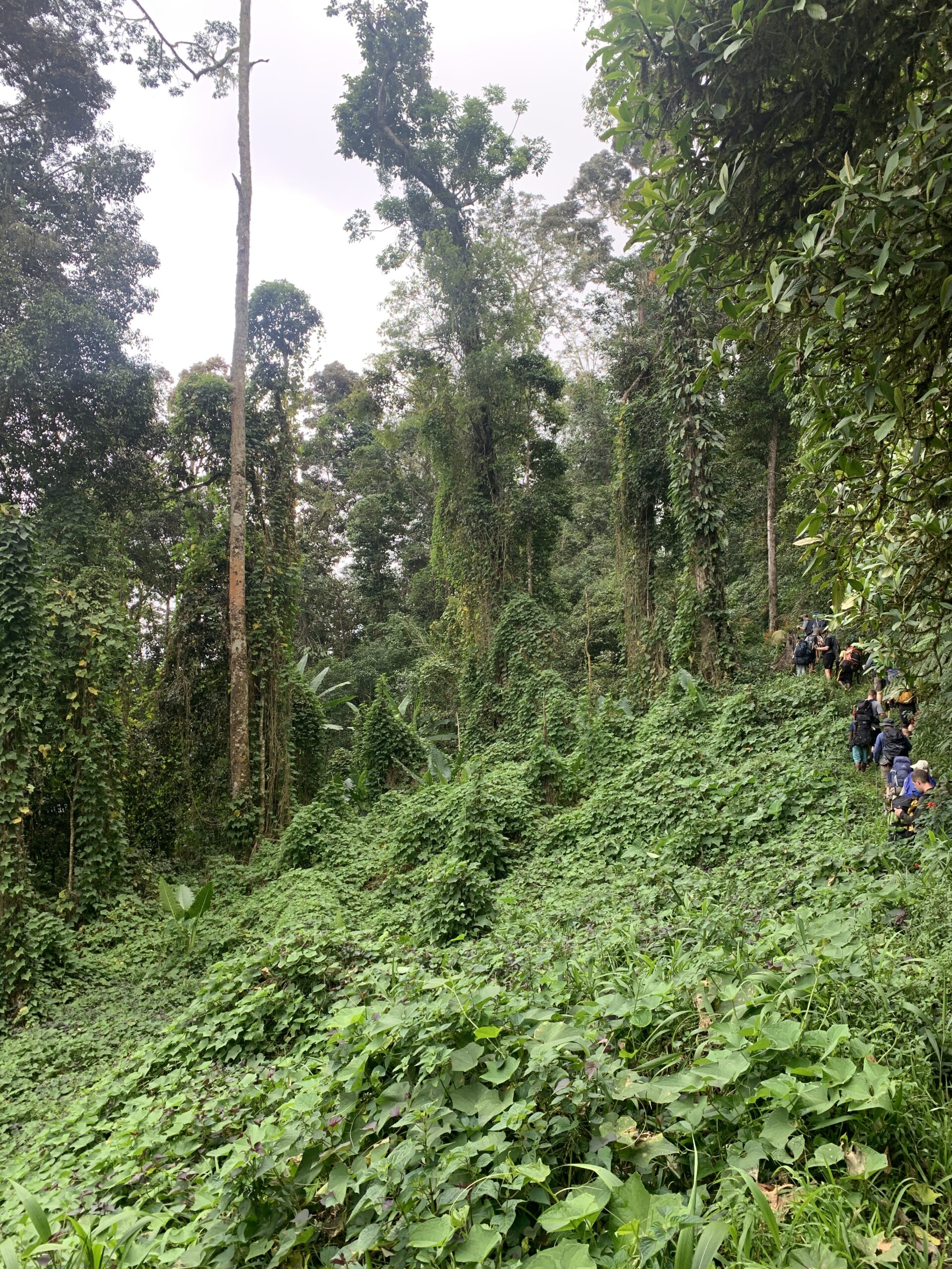 Kokoda Track